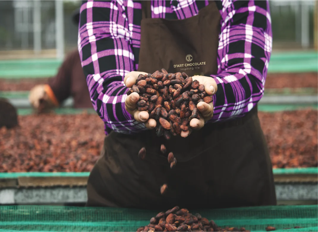 Dried cacao beans poured from cupped hands