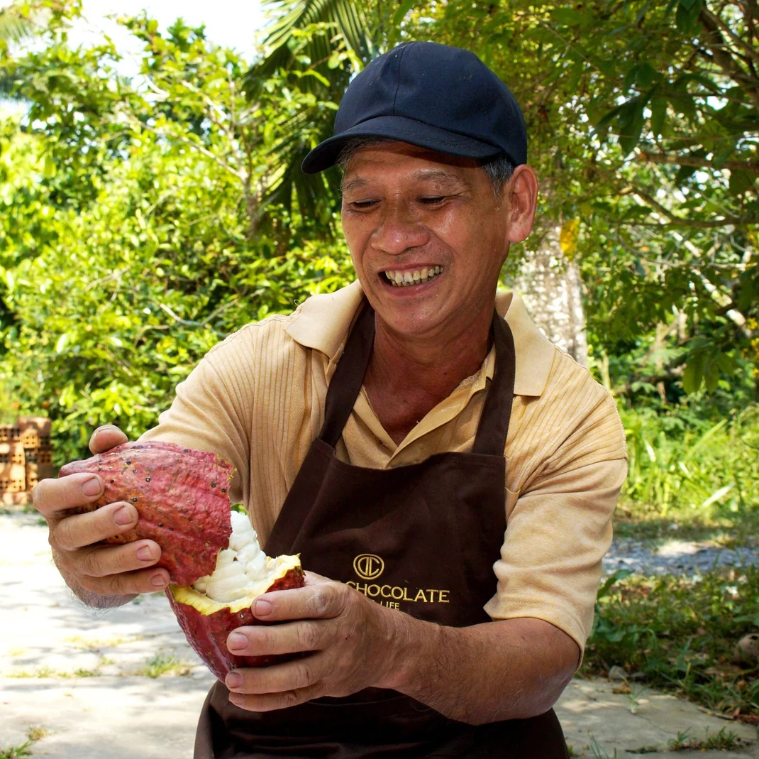 Splitting a fresh cacao pod open in the grove
