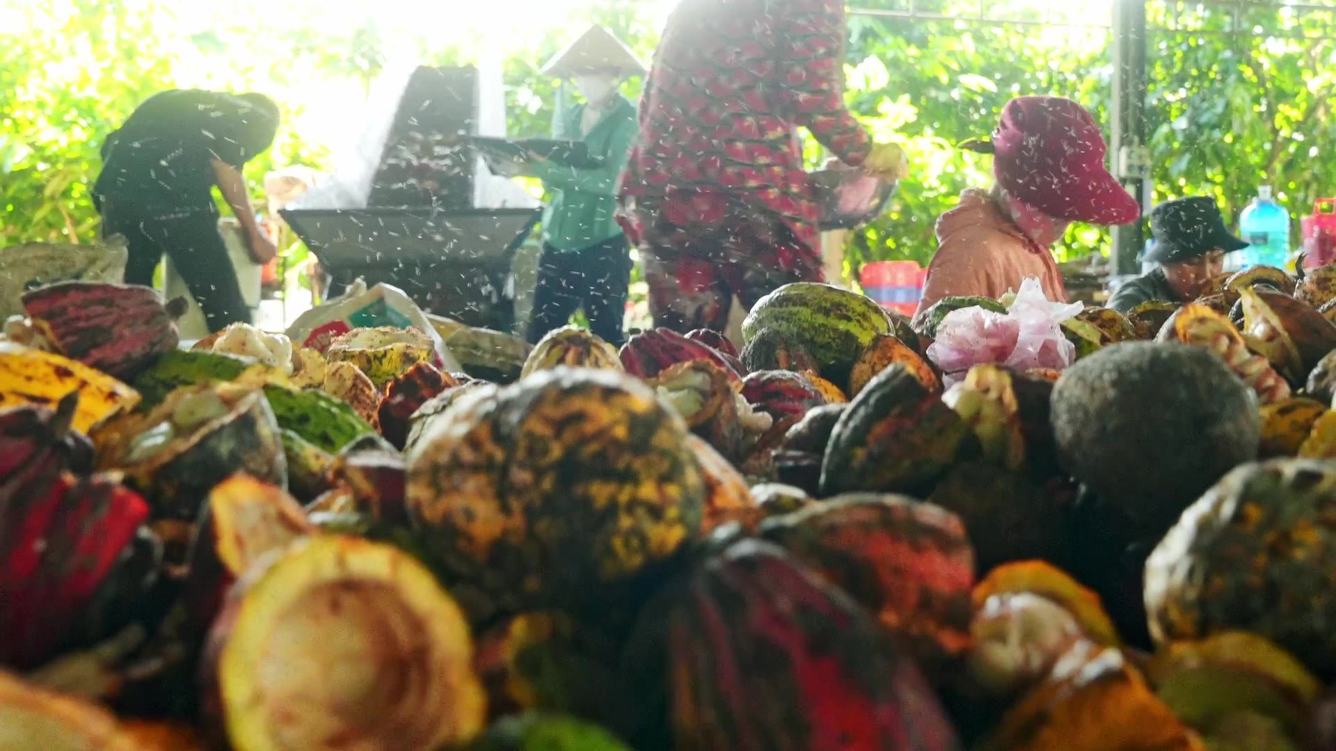 Harvested cacao pods heaped under an open-sided shed