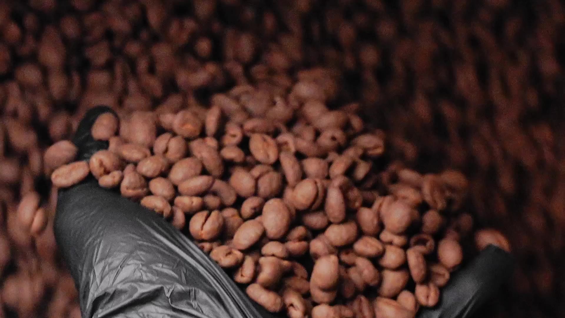 A gloved hand lifting roasted cacao beans from the batch