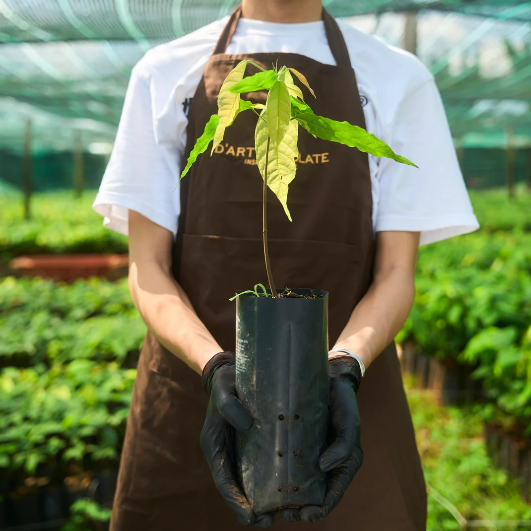 A young cacao seedling held in the nursery