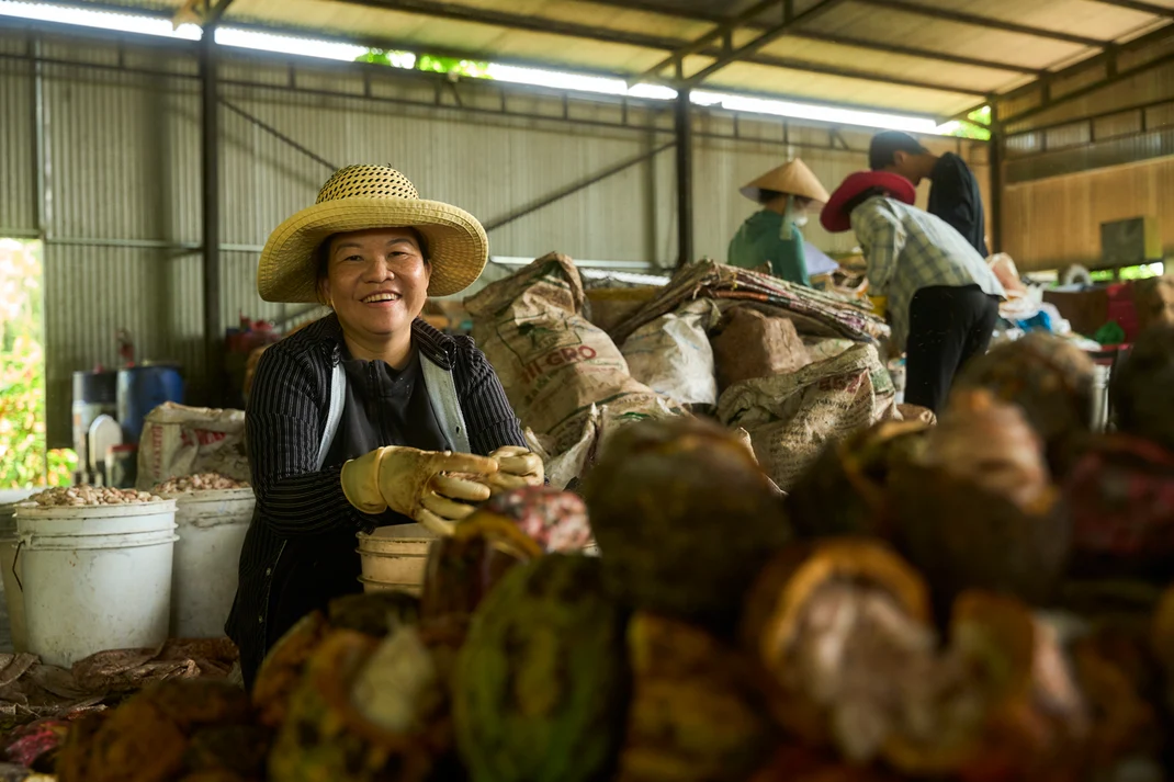 A smiling farmer in a straw hat cracking ripe cacao pods in the collection shed, split pods heaped in front of her