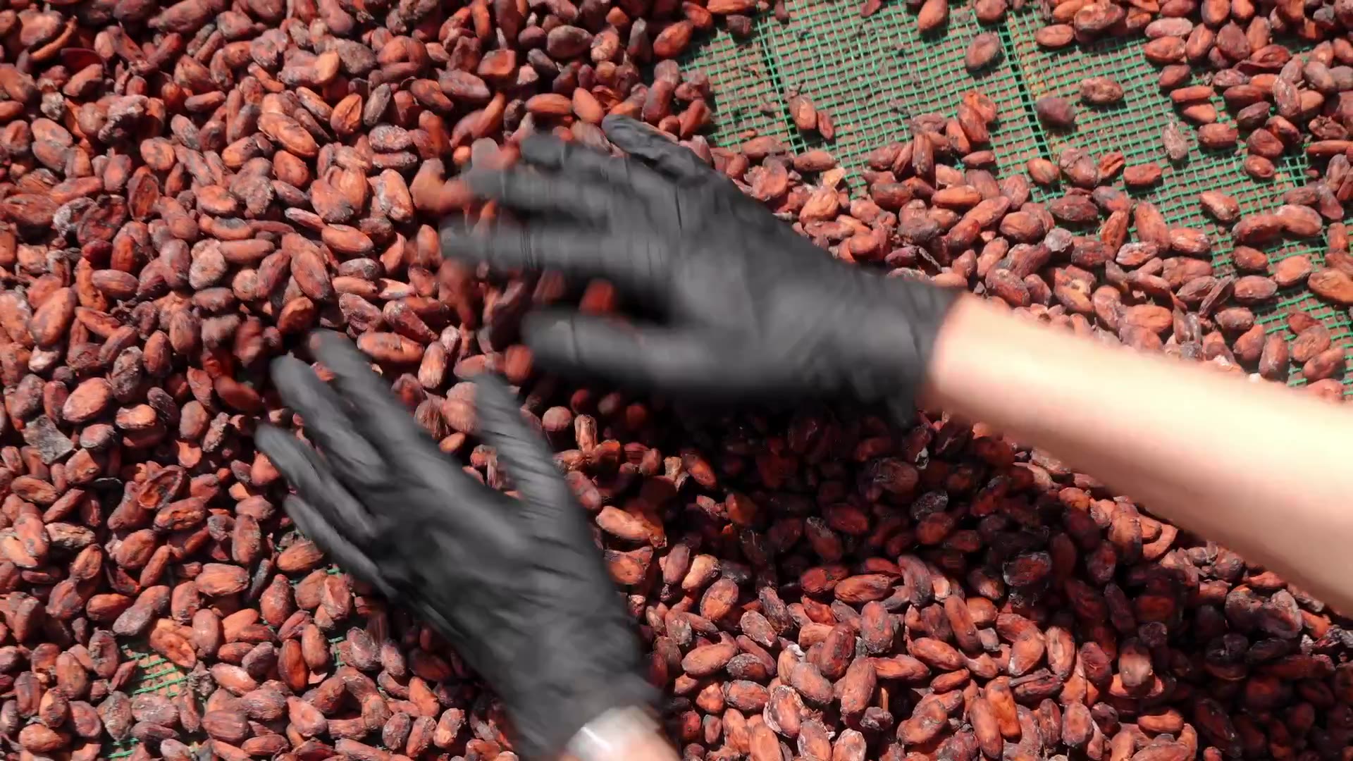 Gloved hands sorting dried cacao beans on a green mesh screen