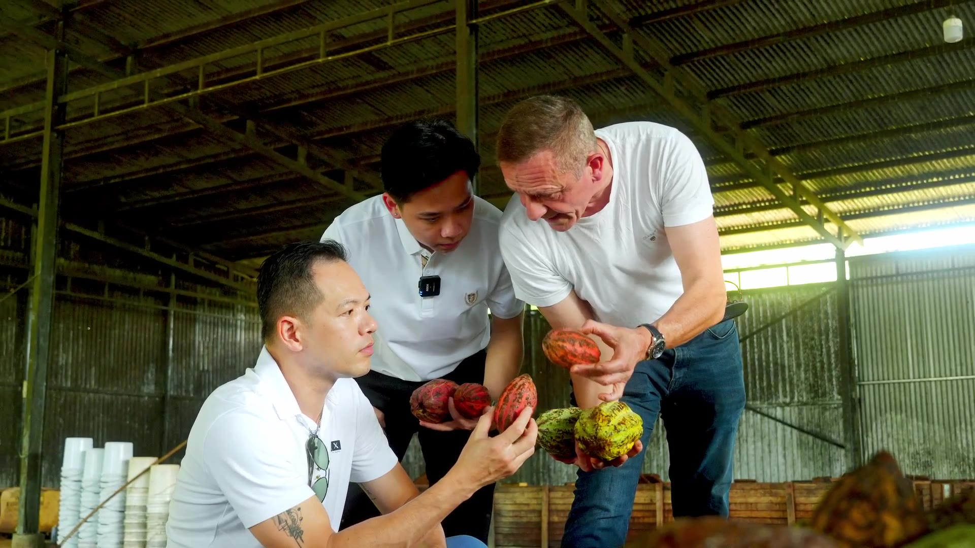 Three people inspecting cacao pods together at the collection point