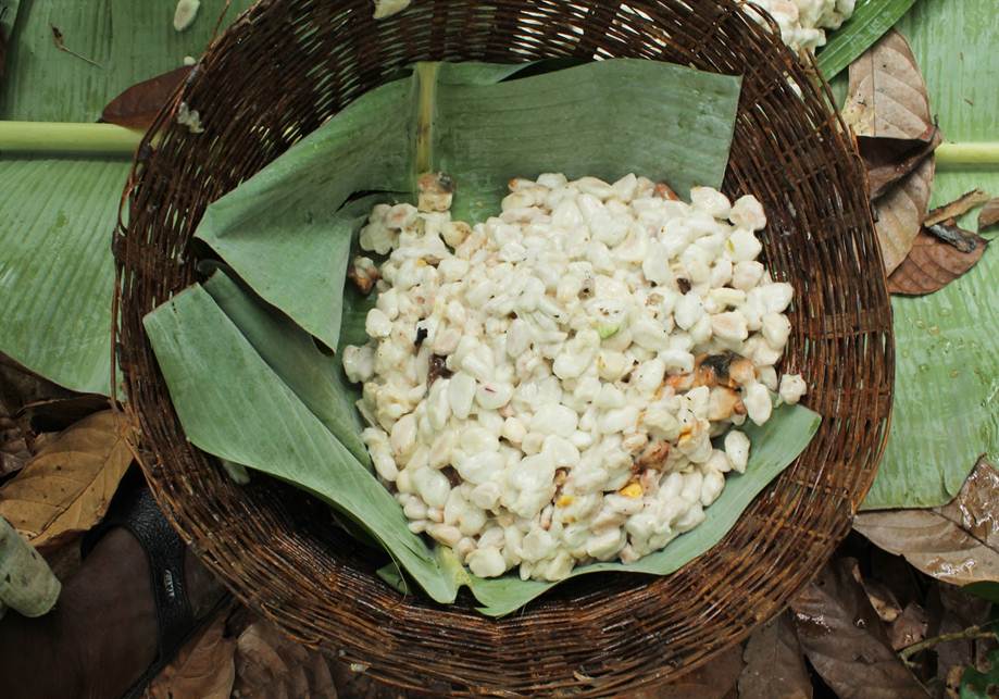 Fresh white cacao beans in a banana-leaf-lined basket